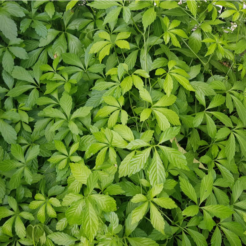 Planta Nemuririi (30 seminte) Jiaogulan Five Leaf Ginseng - Gynostemma pentaphyllum, planta medicinala cu efect calmant, Saflax