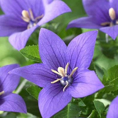 Platycodon grandiflorus (0.2 gr) seminte Floare Balon albastra-violet, flori stelate, Toraf