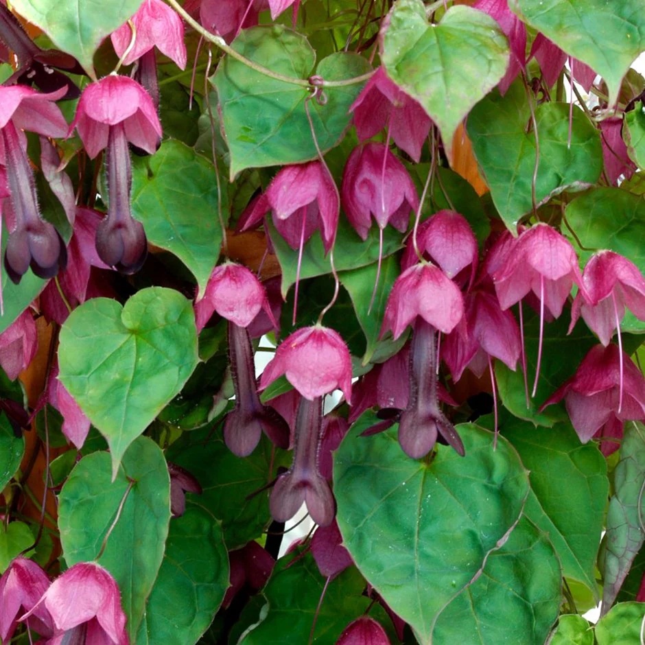 Purple Bell Vine (10 seminte) Radochidon catarator, inflorescente dese roz-violet, parfumate, Seklos