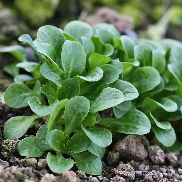 Salata Mielului-Fetica BIO BIO (600 seminte) Salata Mielului-Fetica BIO, frunze suculente, aromate, Seklos