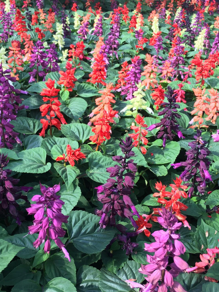 Salvia splendens mix (14 seminte) planta anuala flori rosii, portocalii, roz, violet, Agrosem