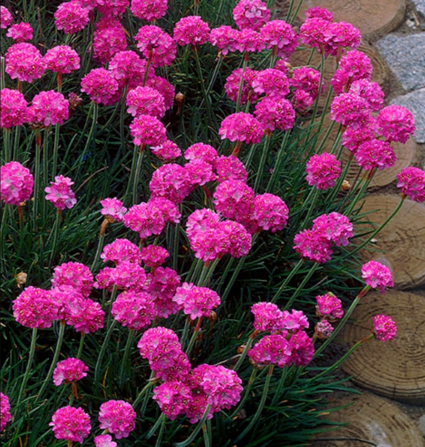 Sea Thrift (150 seminte) covor de flori roz luminos, planta perena pitica, Seklos