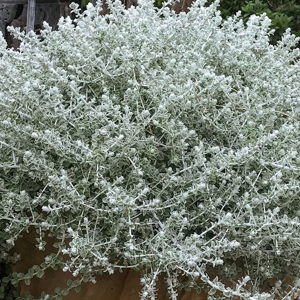 Silver Mist (6 seminte) Helichrysum frunze ornamentale verzi-argintii, Seklos
