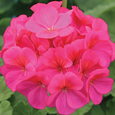 Simona F1 (5 seminte) muscata flori mari roz-violet, frunze bicolore, hibrid inflorire abundenta, Sekluva