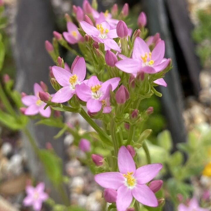 Tintaura (250 seminte) Common Centaury - Centaurium erythraea, planta medicinala pentru tulburari digestive, Saflax