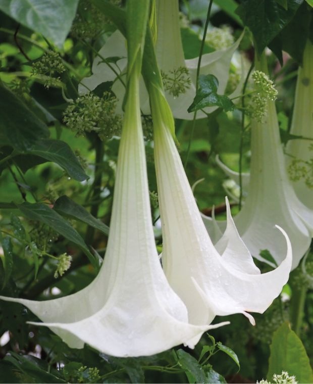 Trompeta Ingerilor alba (10 seminte) Angel's Trumpet White - Brugmansia suaveolens, flori mari albe parfumate, inflorire abundenta, Saflax