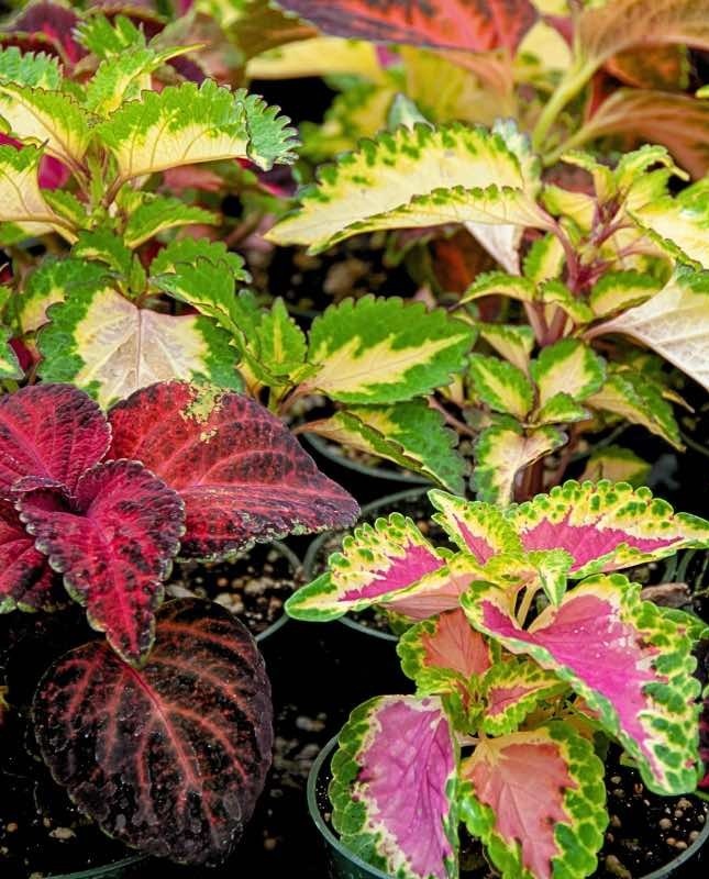 Urzicuta decorativa Koleus Blumego (0.1 gr) seminte urzicuta cu frunze viu colorate, Legutko