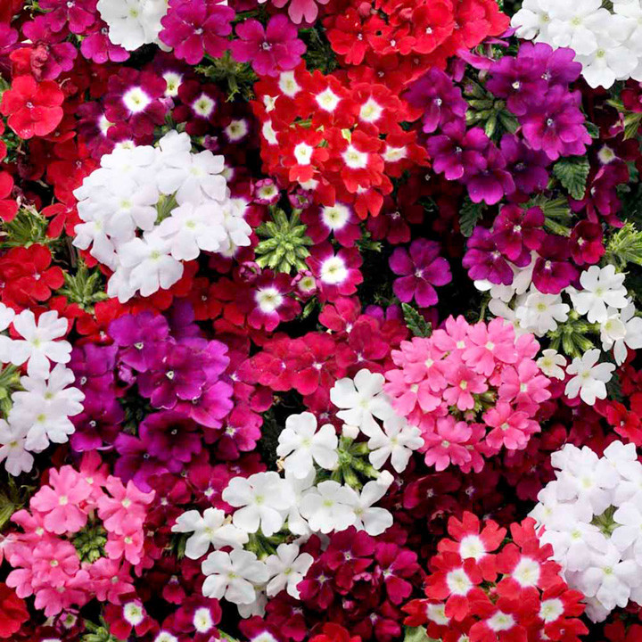 Verbena hybrida (0.5 g) seminte. planta cu flori viu colorate in inflorescente compacte, Opal