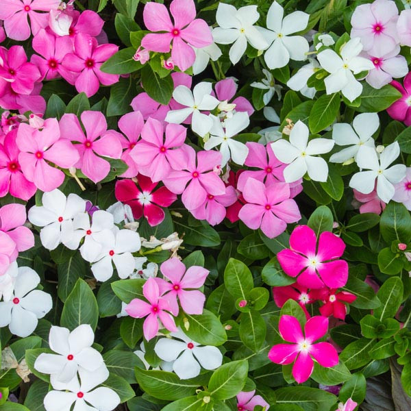 Vinca Mix (90 seminte) de vinca planta anuala cu flori colorate Brebenoc de Madagascar, Catharanthus roseus, Opal