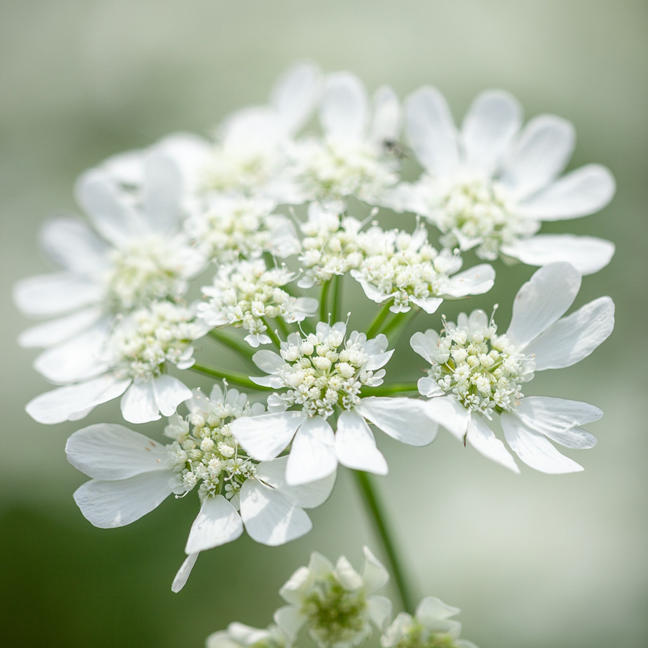 White Lace (24 seminte) Floare de Dantela alba, flori mari, foarte decorative, Seklos