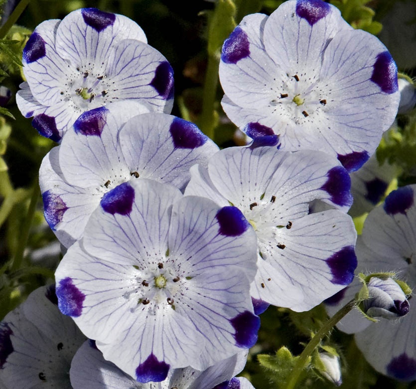 Amestec Nemophila (1 gr) mix de culori albastru, alb si violet, planta de talie joasa, Opal