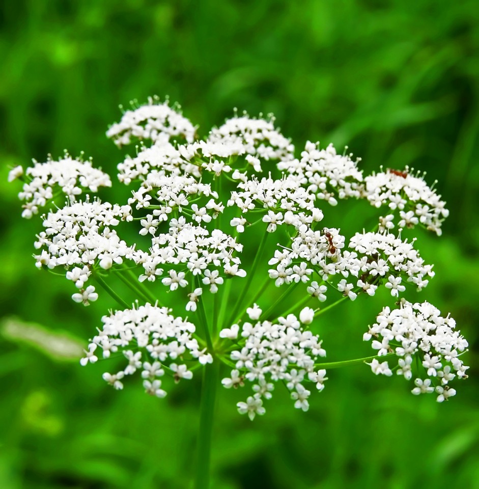 Anason (2 gr) seminte planta aromatica si medicinala, Florian