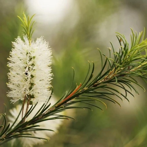 Arbore de Ceai Australian (400 seminte) Australian Tea Tree - Melaleuca alternifolia, frunze cu ulei esential, flori mici, albe, Saflax