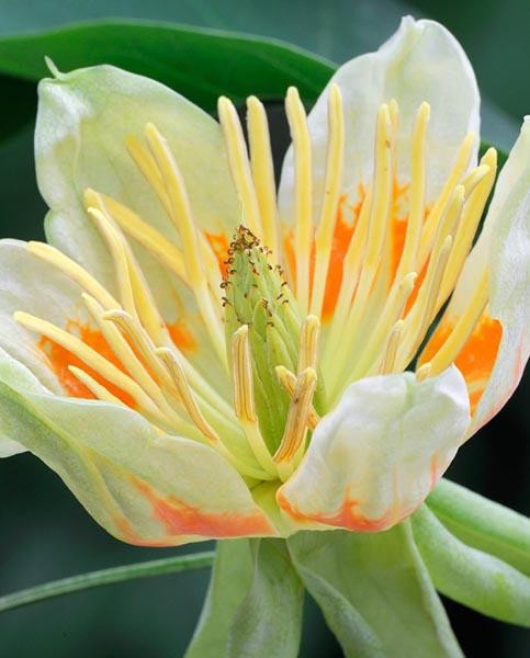 Arbore Lalea (20 seminte) Tulip Tree - Liriodendron tulipifera, flori lalea galben-verzui cu pete orange, frunzis foarte decorativ, Saflax