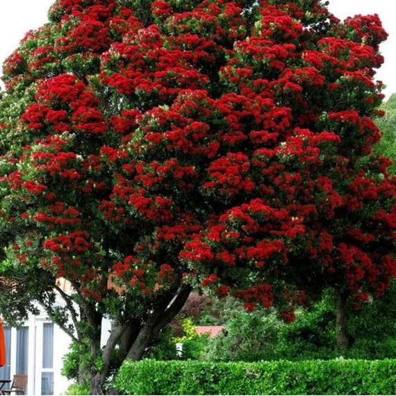 Arborele Craciunului (300 seminte) New Zealand Christmas Tree - Metrosideros excelsa, ciorchini densi de flori rosii, frunze argintii, Saflax