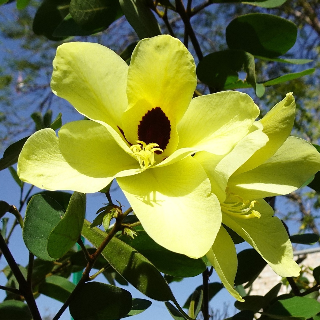 Arborele de Orhidee Galbena (30 seminte) Yellow Orchid Tree - Bauhinia tomentosa, arbore mic, flori asemanatoare orhideelor galbene, parfumate, Saflax