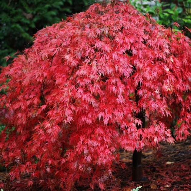Artar Japonez (20 seminte) Red Japanese Maple - Acer palmatum, copac extrem de decorativ, frunze rosii-stacojii, Saflax