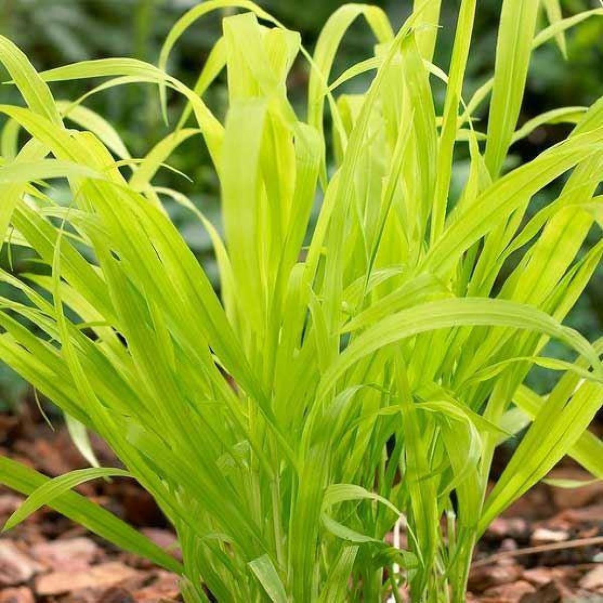 Aureum (30 seminte) Iarba de Mei American Milletgrass, frunze lungi galben-verzi, Seklos