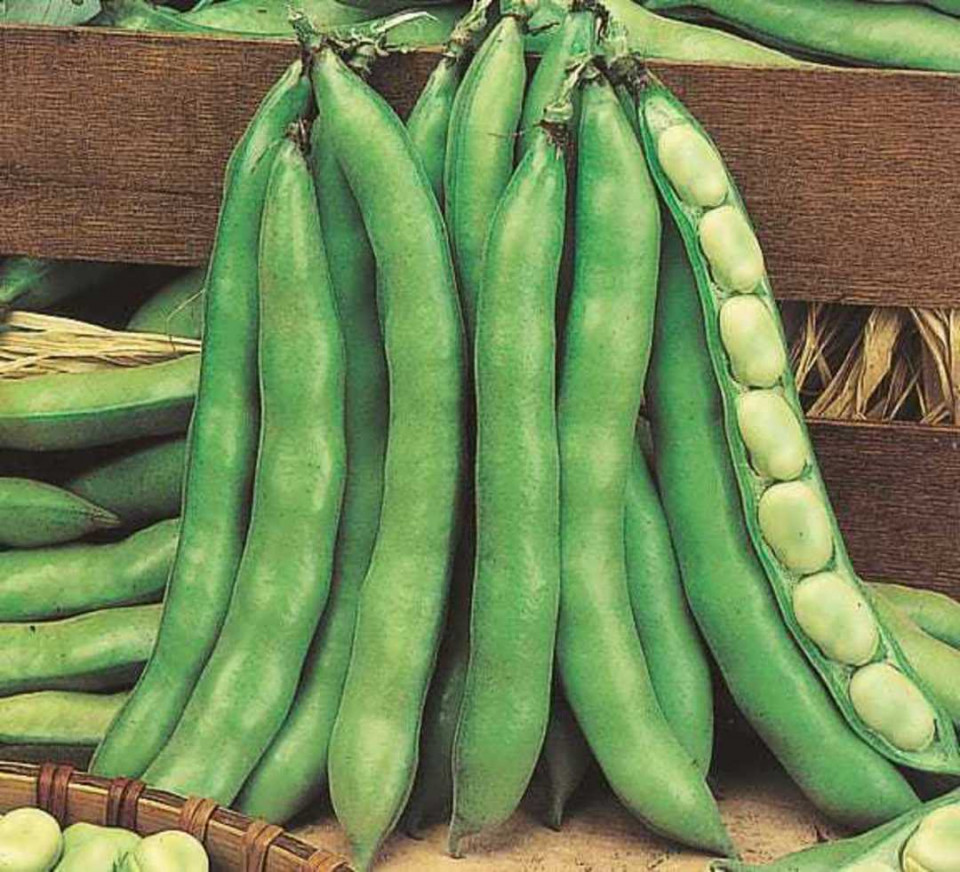 Bob Superaguadulce (18 gr) seminte de bob, planta anuala boabe mari, dulci, Agrosem