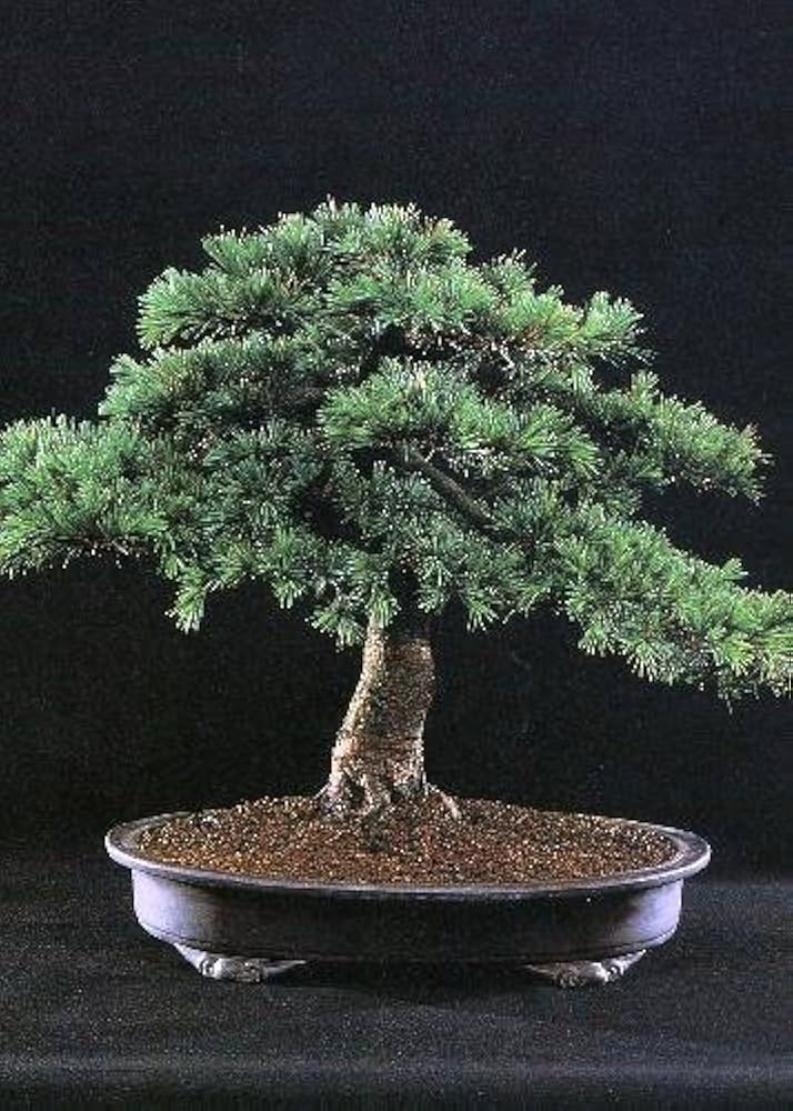 Bonsai Cedru Libanez (20 seminte) Bonsai Lebanon Cedar - Cedrus libani, conifer decorativ vesnic verde, Saflax