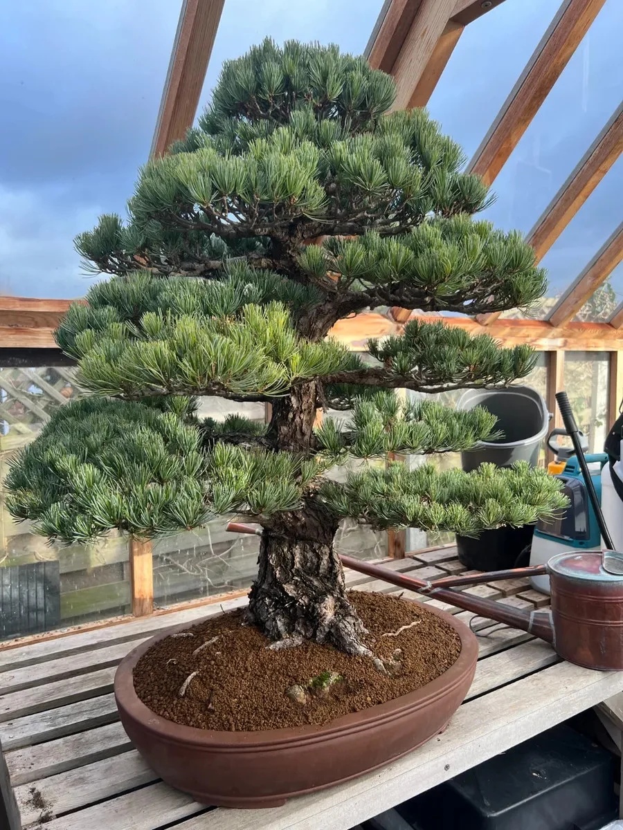 Bonsai Pin Mediteranean (6 seminte) Bonsai Stone Pine - Pinus pinea, ideal pentru bonsai, Saflax