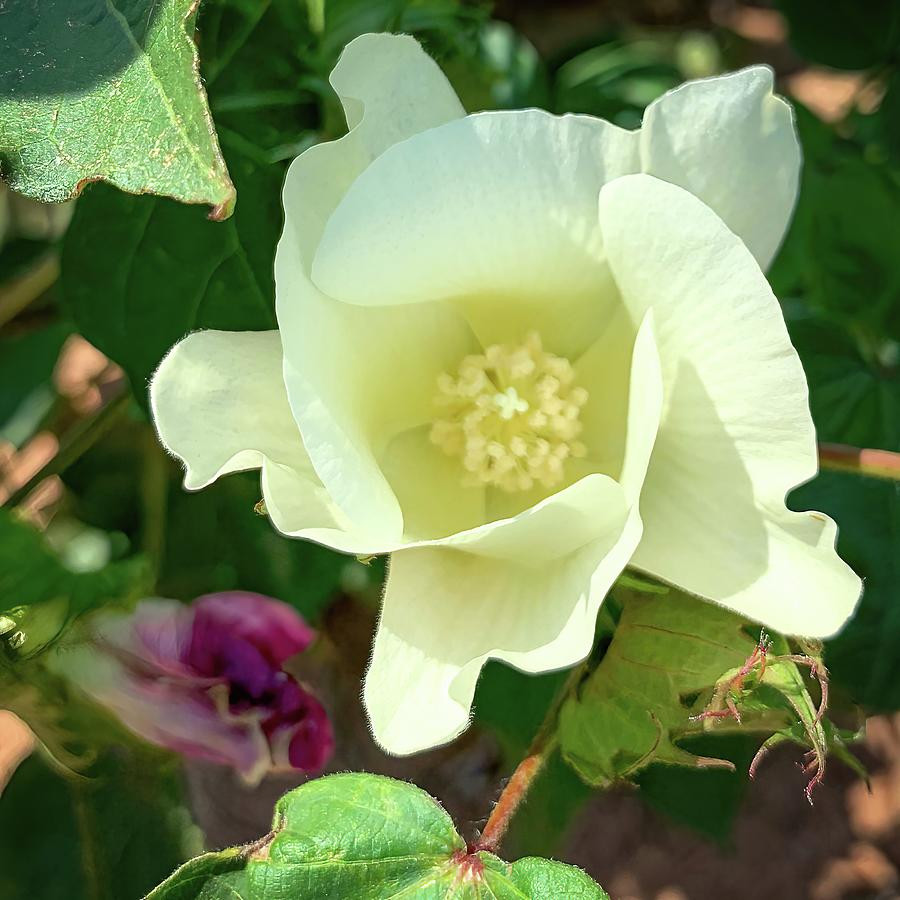 Bumbac ornamental (5 seminte) planta perena flori galbene, Toraf
