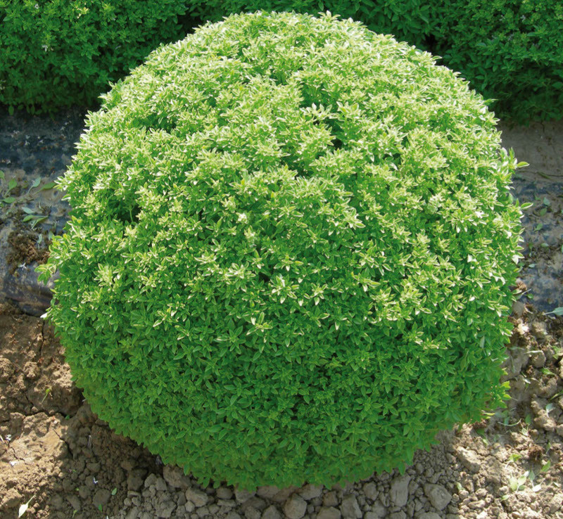 Busuioc mic Greco a Palla (0.4 gr) seminte de busuioc cu tufa mica, cu frunze aromate, parfumate, Agrosem