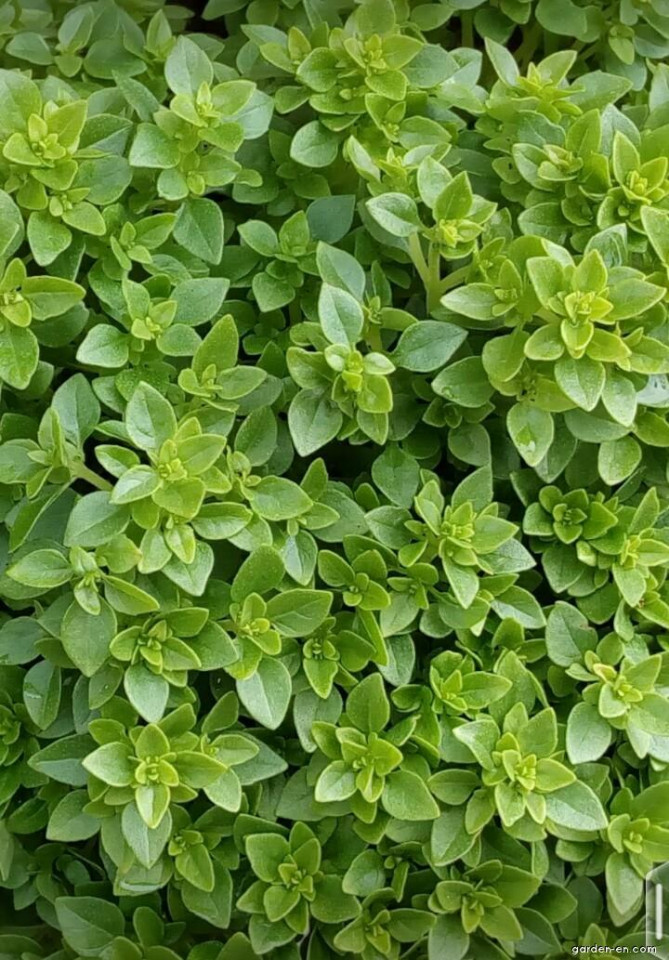 Busuioc mic Greco a Palla (650 seminte) de busuioc cu tufa mica, cu frunze aromate