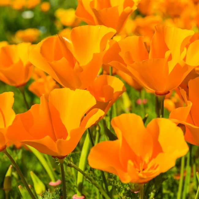 California Poppy BIO (350 seminte) Mac Californian BIO, Esoltia colorata, Seklos