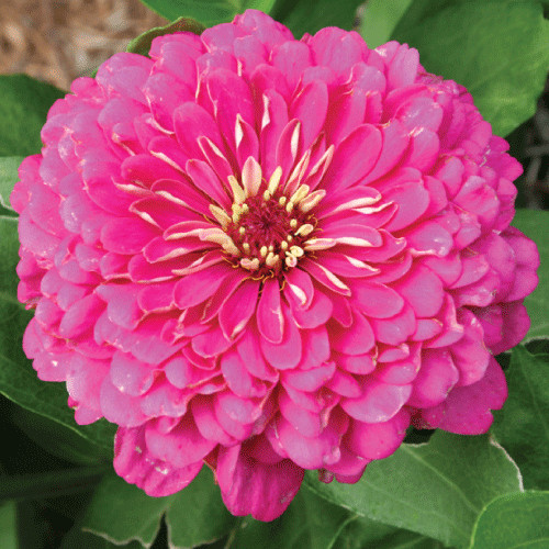 Carciumarese mari roz (100 seminte) de flori carciumareasa pink, Agrosem