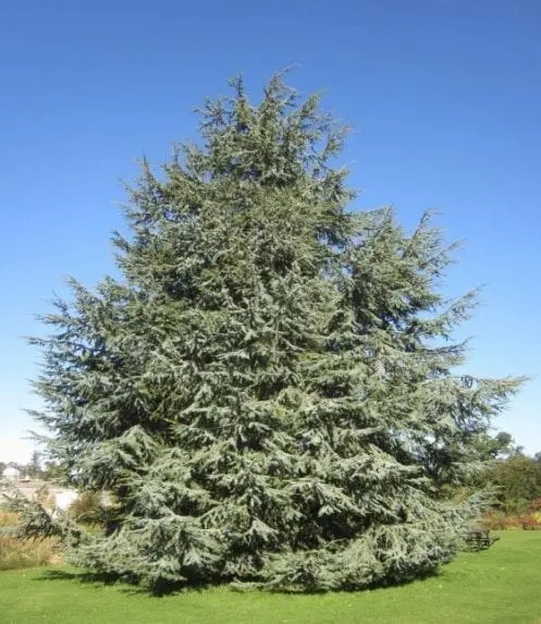 Cedru Atlantic (20 seminte) North African Atlas Cedar - Cedrus atlantica, conifer inalt, trunchiuri multiple, aspect deosebit, Saflax