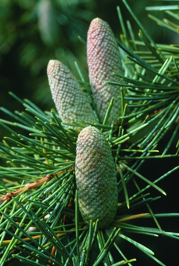 Cedru de Himalaya (35 seminte) Indian Cedar - Cedrus deodara, conifer cu ace verzi-albastrui si conuri extrem de decorative, Saflax