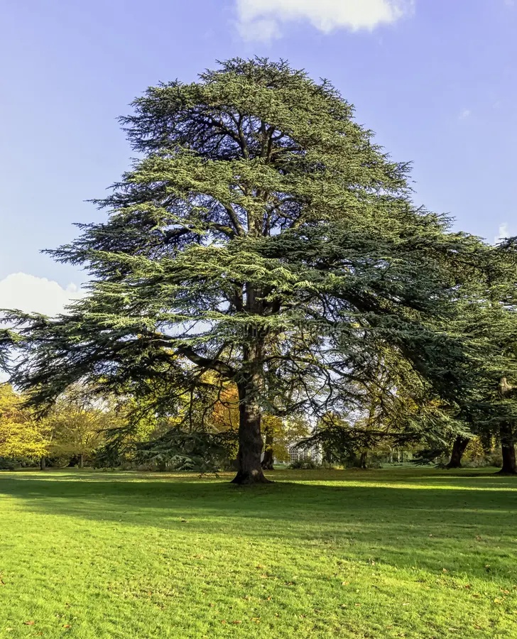 Cedru Libanez (20 seminte) Lebanon Cedar - Cedrus libani, conifer decorativ vesnic verde, Saflax