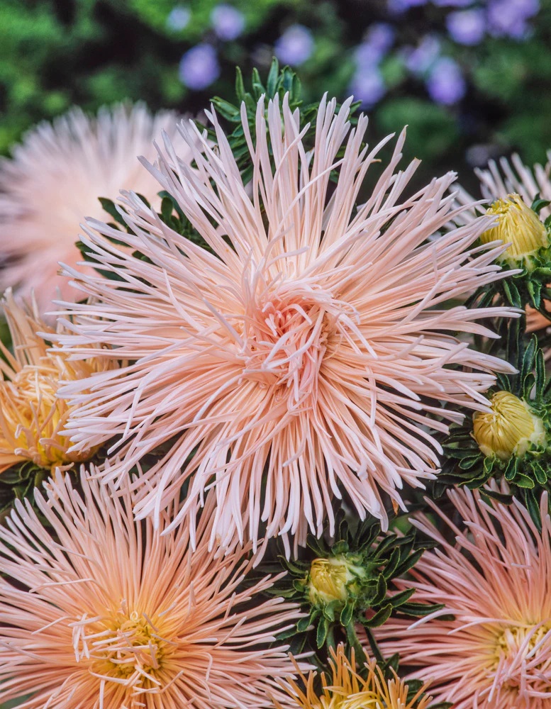 China Aster Unicum pink (220 seminte) Ochiul Boului flori roz, petale ascutite, Seklos