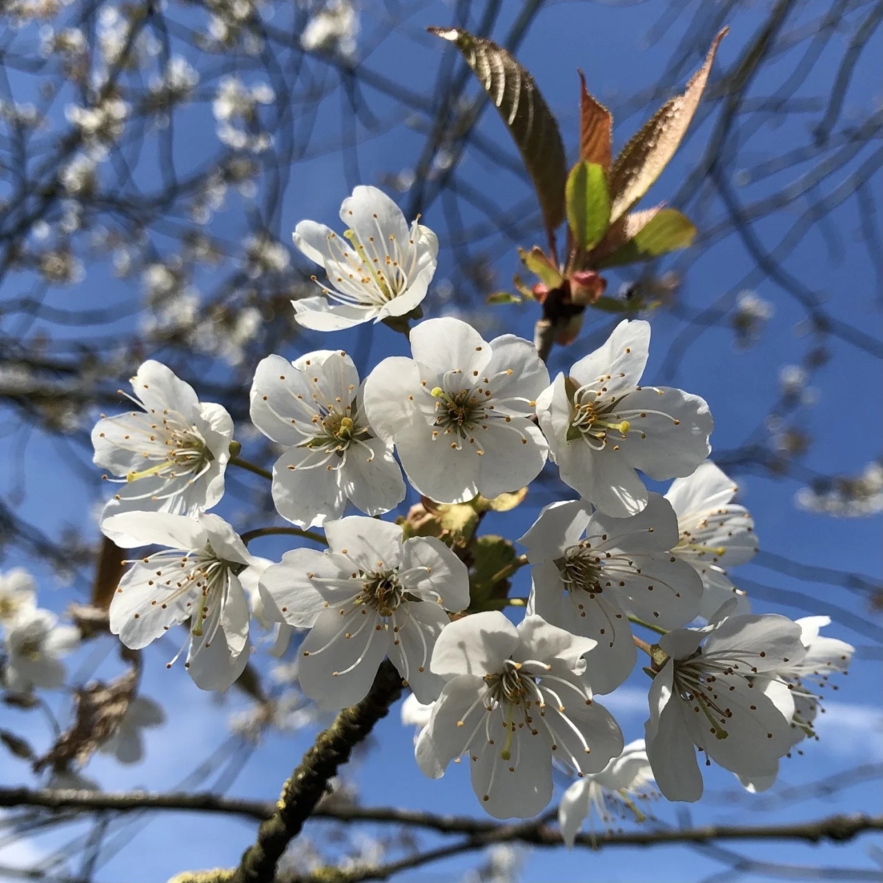 Cires salbatic (10 seminte) Wild Cherry - Prunus avium, flori albe, fructe comestibile, Saflax