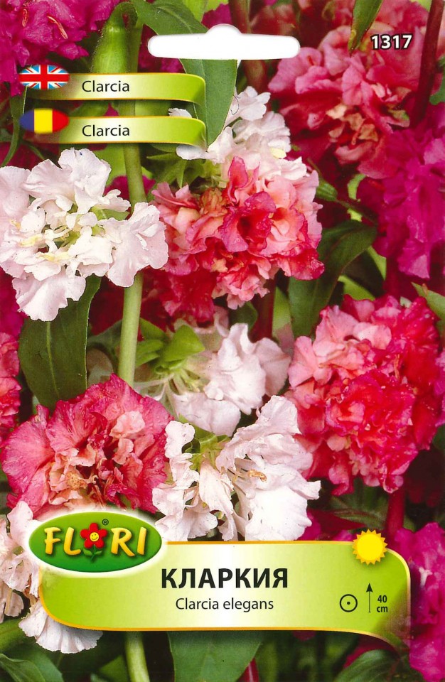Clarcia (Clarkia) - Seminte Flori Godetia, Azalee de gradina, Planta Anuala de la Florian
