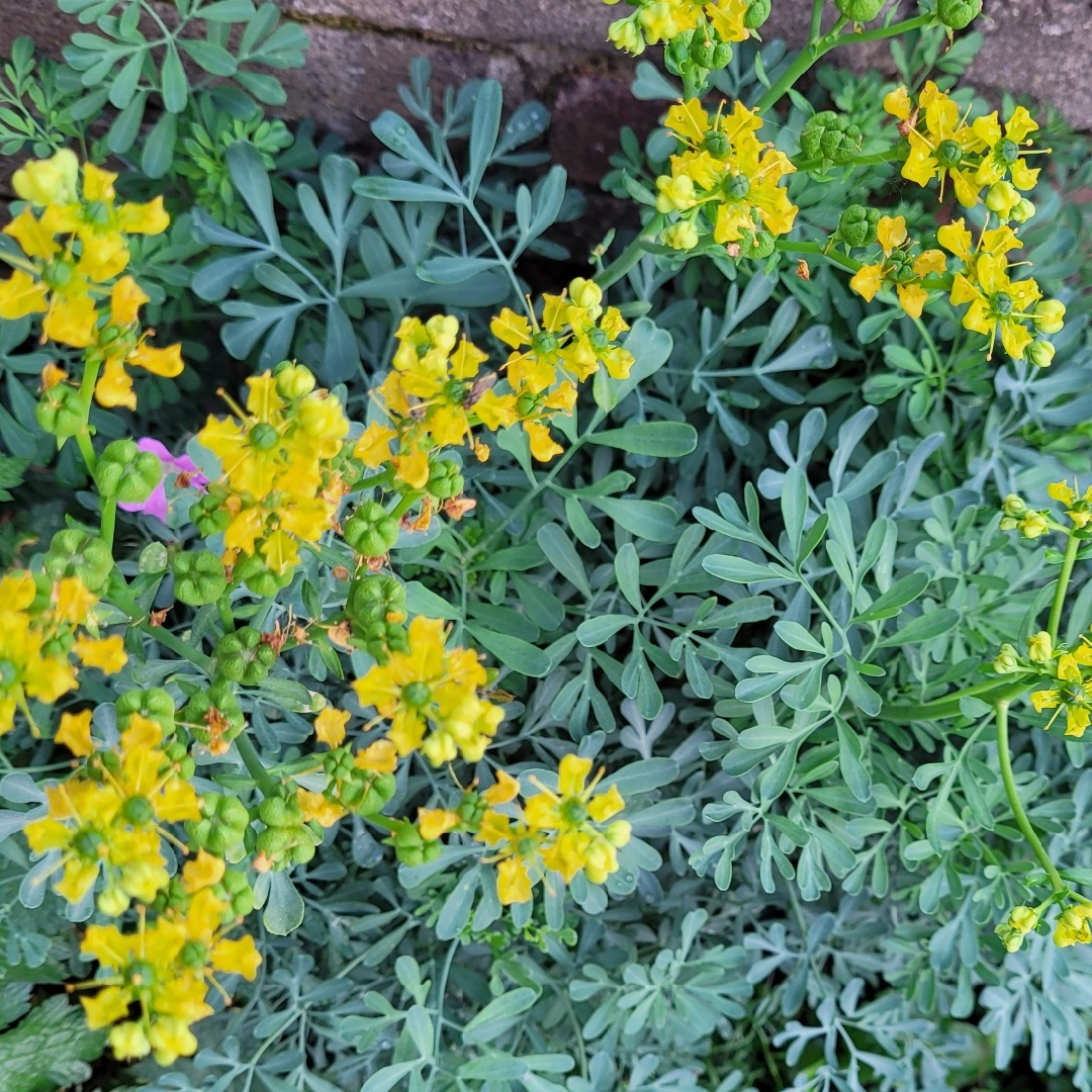 Common Rue (150 seminte) Ruta frunze decorative, aromatice, Seklos