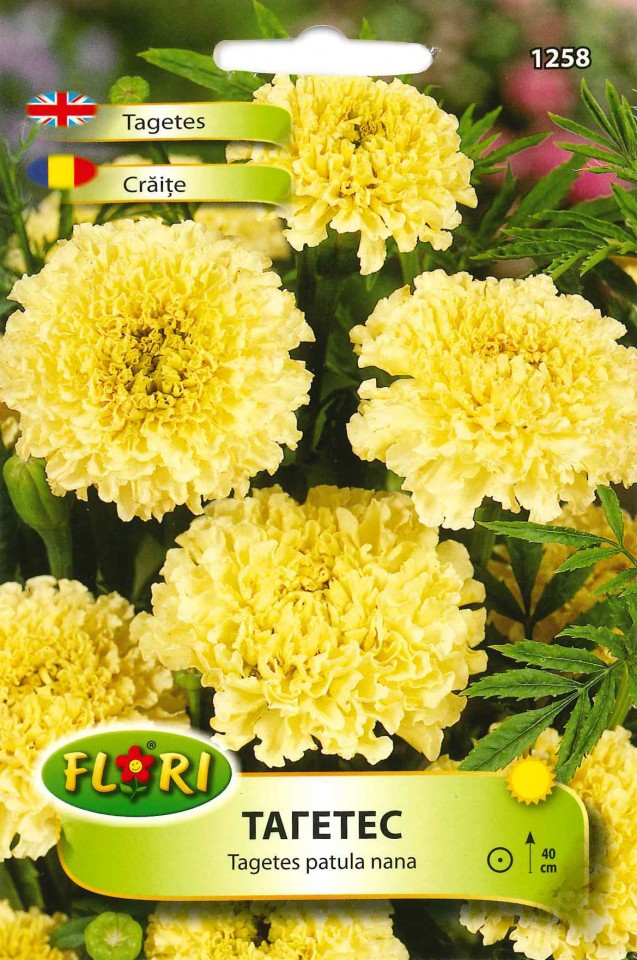 Craite GALBENE - Seminte Flori Craite Galbene de la Florian
