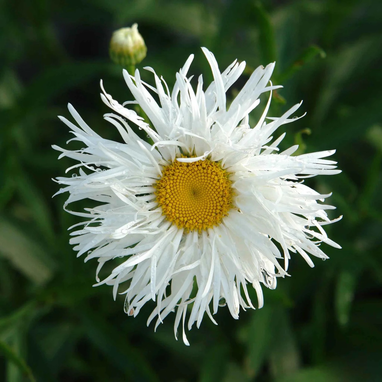 Crazy Daisy (0.2 gr) seminte Margarete flori mari albe, semiduble, petale franjurate, Toraf