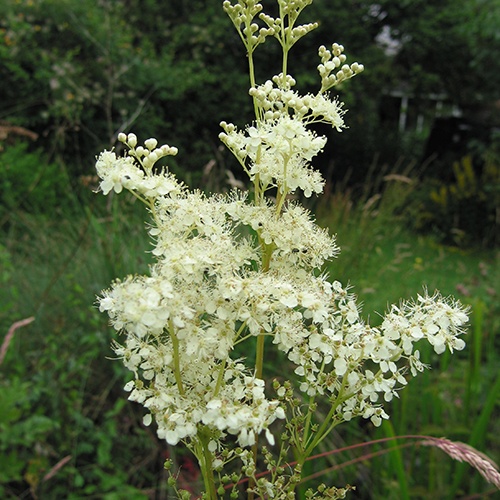 Cretusca (500 seminte) Meadowsweet - Filipendula ulmari, planta medicinala pentru digestie, probleme genitale, reumatism, Saflax
