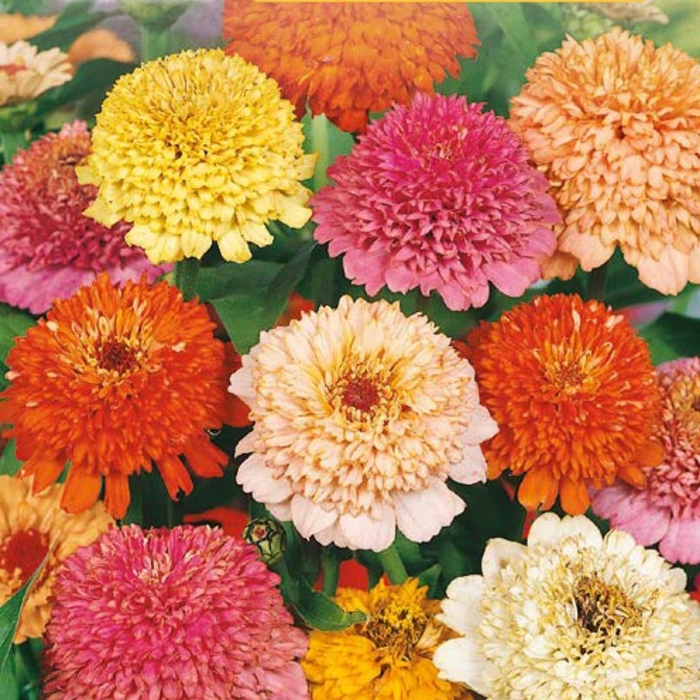 Cynia Skabiozowa mix (1 gr) seminte Carciumarese Zinnia scabiosa, flori mari duble, Toraf