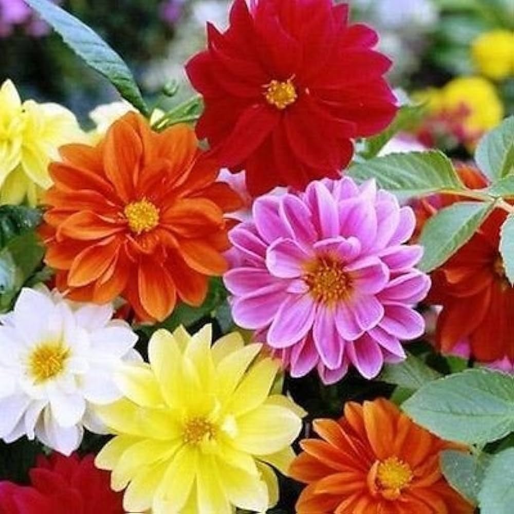 Dahlia Unwin (100 seminte) Dalie flori stralucitoare, multicolore, Seklos