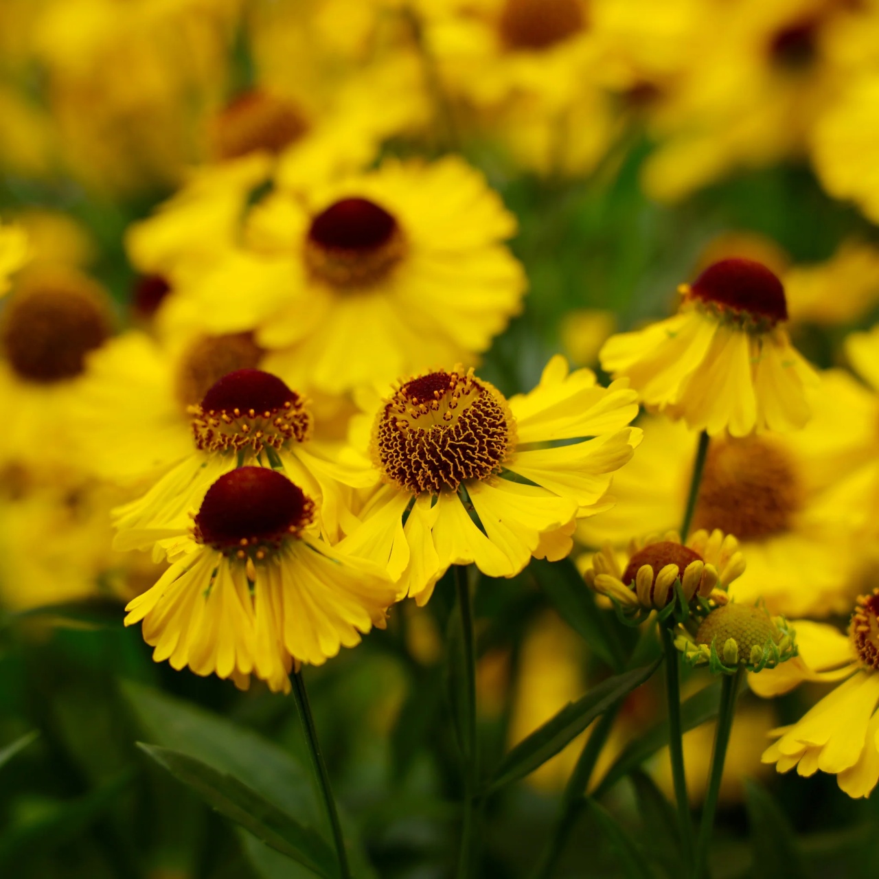 Dzielzan Ogrodowy - Floarea Elenei (0,5 gr) seminte Helenium hoopesii perena, melifera, flori galben-aurii, Toraf