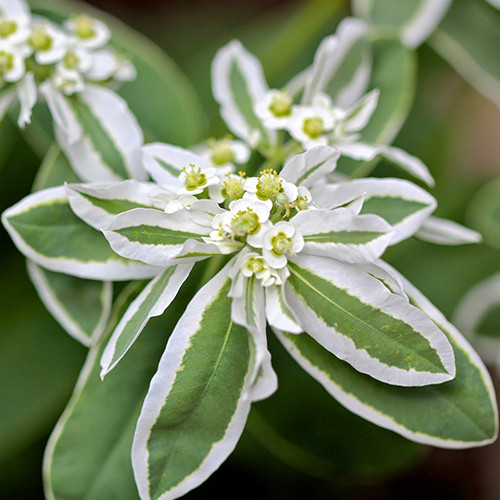 Euphorbia (0.4 gr) seminte de planta anuala rustica decorativa, Agrosem