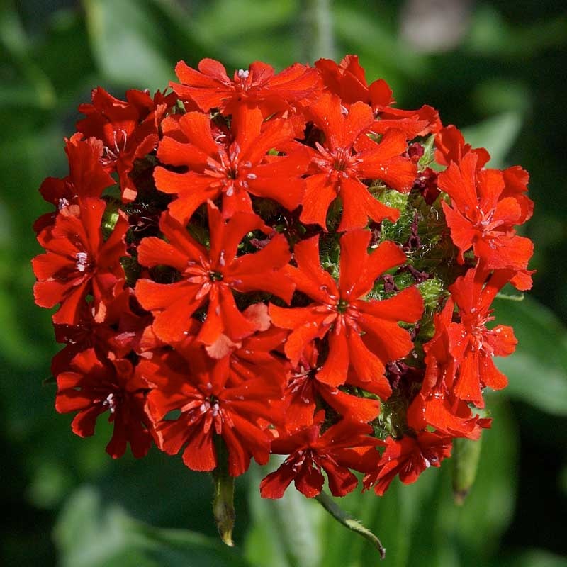 Firletka Chalcedonska - Crucea Ierusalimului (0,5 gr) seminte Lychnis calcedonica perena, inflorescente mari, rosii, Toraf