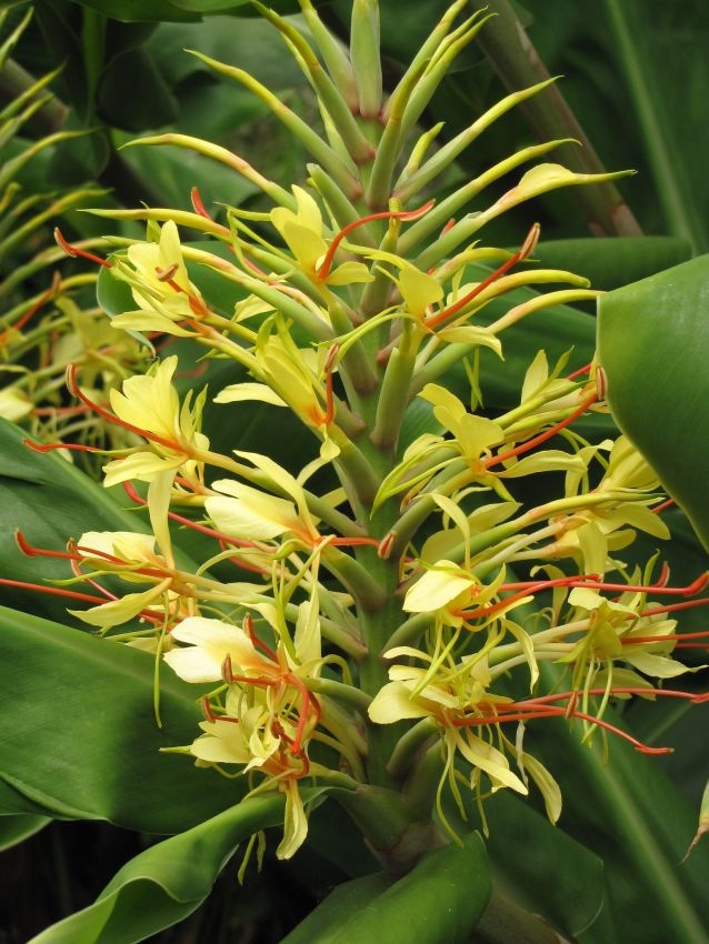 Floarea Fluture (10 seminte) Red Ginger Lily - Hedychum gardnerianum, flori mari, parfumate, fructe colorate, Saflax