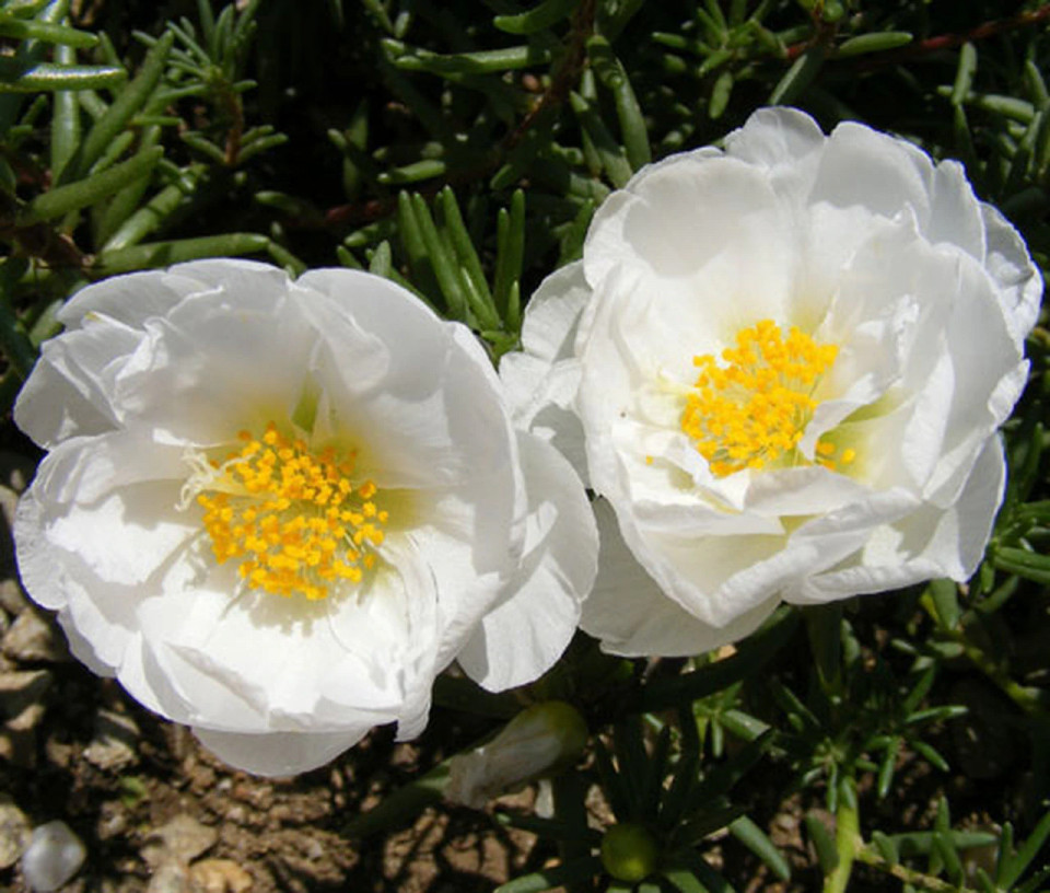 Flori de Piatra duble albe (0.1 gr) flori de piatra Portulaca grandiflora albe, Agrosem