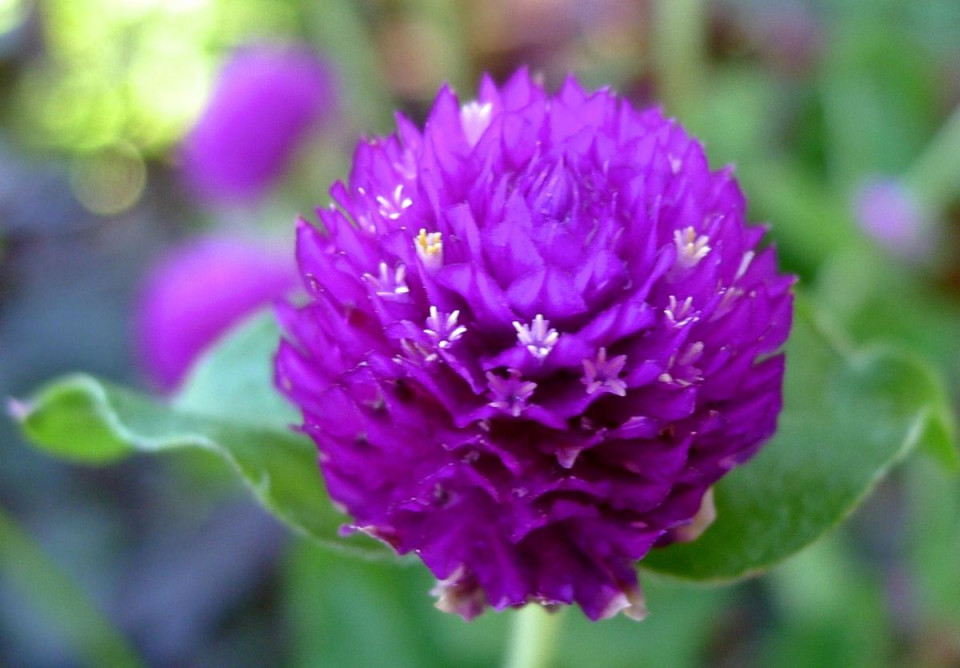 Gomfrena violet (0.15 gr) seminte de flori colorate, globulare, Agrosem