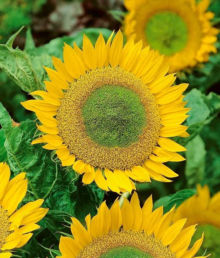 Green Hobbit (1 gr) seminte Floarea Soarelui pitica, flori galbene cu centrul verzui, Toraf