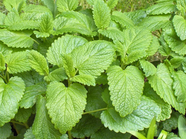 Lamaita - Roinita (0.3 gr) seminte de planta aromatica, Agrosem